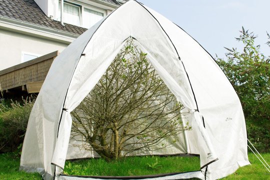XL Tent 